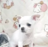 チワワ(スムース)【千葉県・男の子・2025年10月3日・ホワイト】の写真6