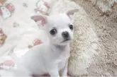 チワワ(スムース)【千葉県・男の子・2025年10月3日・ホワイト】の写真9