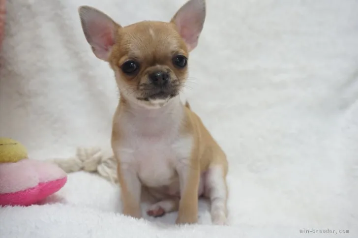 SI 様のお迎えした子犬