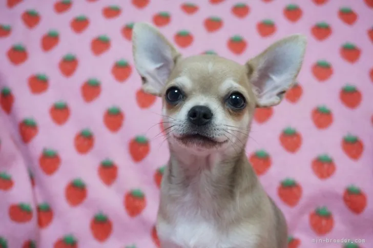 立川 様のお迎えした子犬