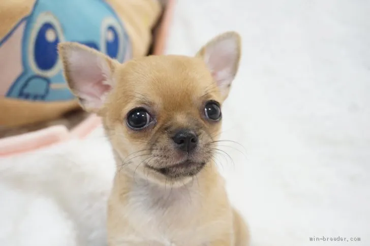 ID：1908-03345の子犬