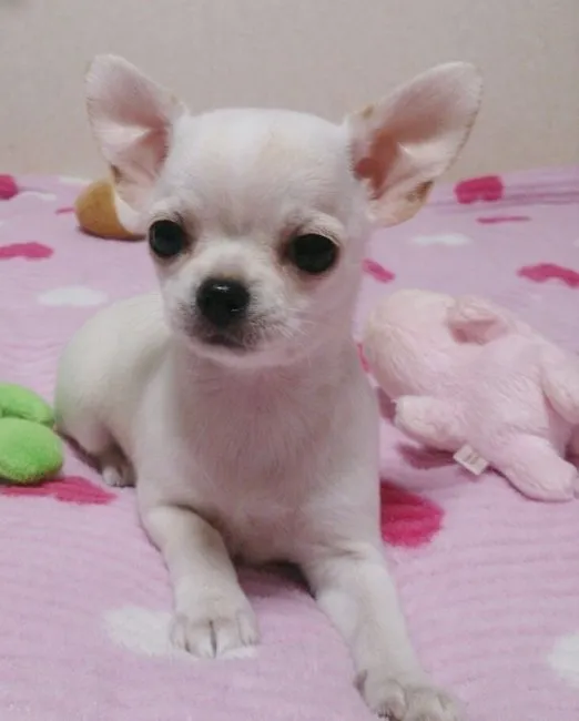 ID：1611-00945の子犬