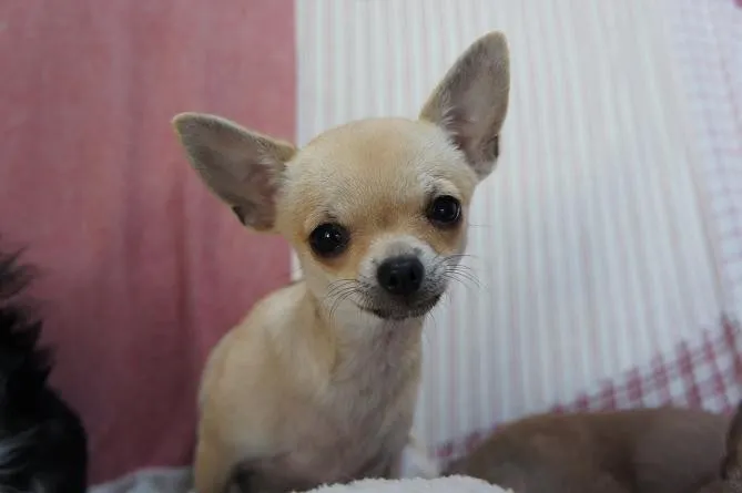 ID：1207-00675の子犬