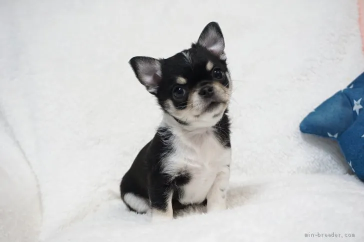 M.A 様のお迎えした子犬