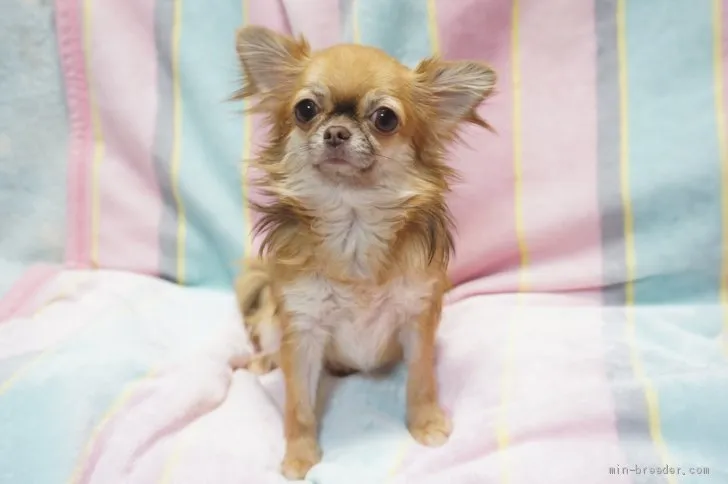 Aja 様のお迎えした子犬