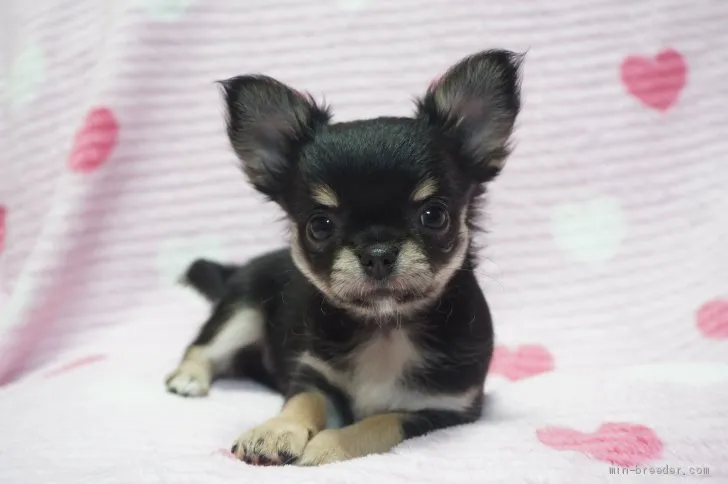 ID：2006-01343の子犬