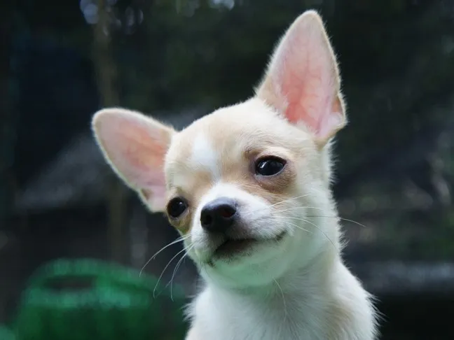 A 様のお迎えした子犬
