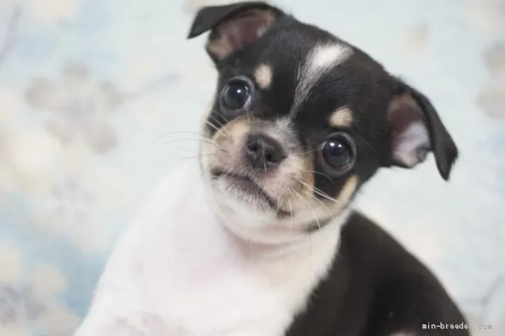 TT 様のお迎えした子犬