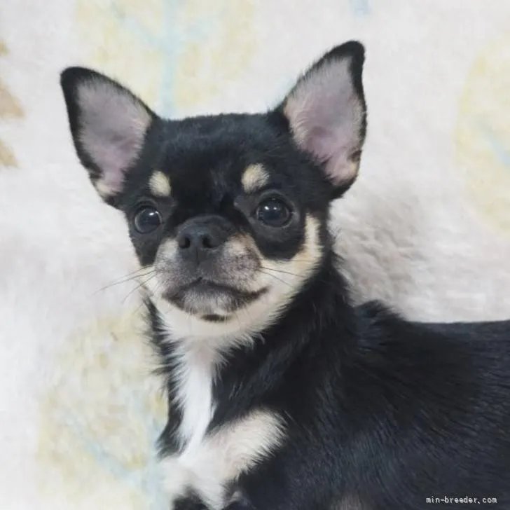 ID：2204-00848の子犬
