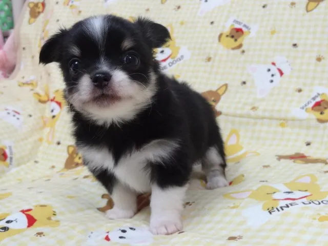 ID:1411-00409の子犬
