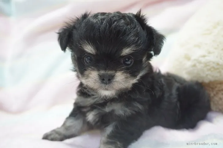 ID:2105-00726の子犬