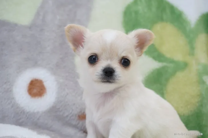 ID:2003-00256の子犬