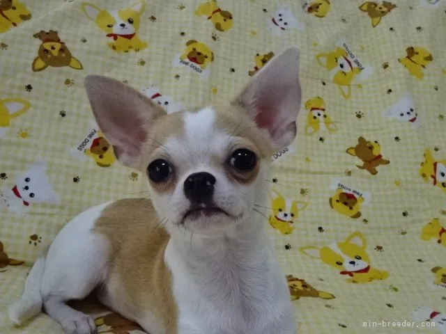 ID：1608-01279の子犬