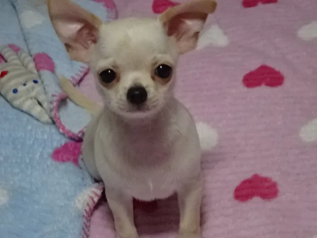 ID：1611-00015の子犬