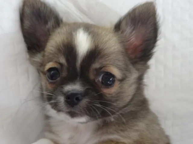 ID:1411-00402の子犬