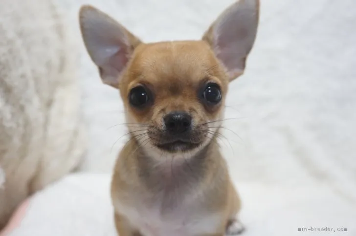 弥勒 様のお迎えした子犬