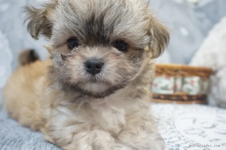 ID：2105-00725の子犬