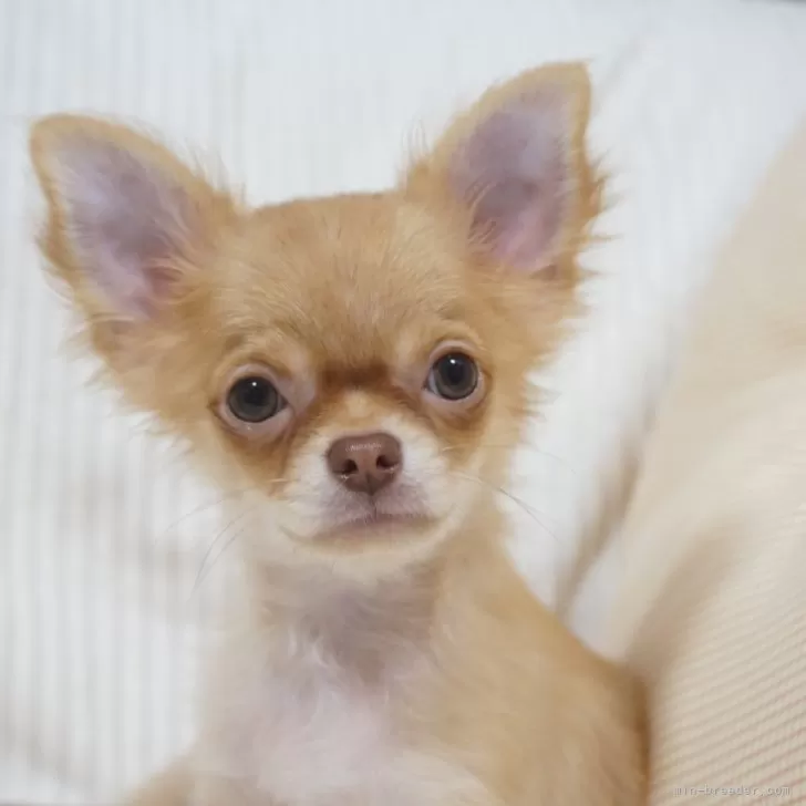 ID:2408-08470の子犬