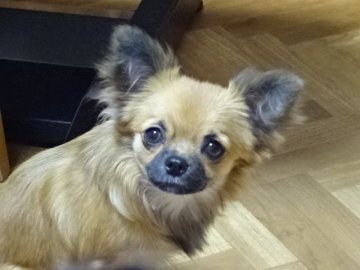チワワ(ロング)【千葉県・女の子・2016年7月27日・レッドセーブル】の写真「動画、最新のに変更しました！」