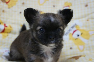 チワワ(ロング)【千葉県・男の子・2017年5月24日・フォーン&ホワイト】の写真「マズルの短い、甘いベビーフェイスの子♪」