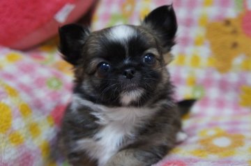 チワワ(ロング)【千葉県・男の子・2017年5月24日・フォーン&ホワイト】の写真「マズル＆胴の詰まった、甘いベビーフェイスの子」