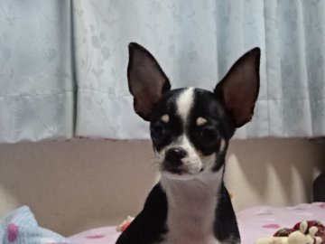 チワワ(スムース)【千葉県・男の子・2016年7月24日・ブラックタン&ホワイト】の写真「短いつるつるコートのスムース」