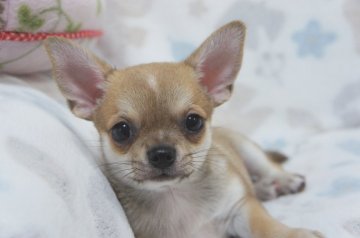 チワワ(スムース)【千葉県・男の子・2018年2月16日・フォーン&ホワイト】の写真「甘くて優しいお顔のイケメンくん♪」