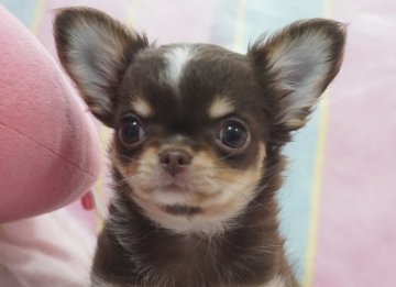 チワワ(ロング)【千葉県・男の子・2021年4月22日・チョコタン&ホワイト】の写真「激カワ❣　小さめのボクです♪動画UPしました」