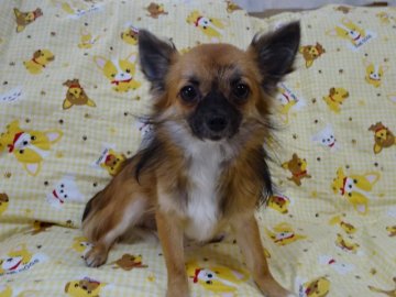 チワワ(ロング)【千葉県・男の子・2016年4月26日・レッドセーブル】の写真「骨格構成しっかりした子、去勢済です」