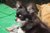 チワワ(ロング)【・男の子・2016年8月7日・チョコレート&タン】