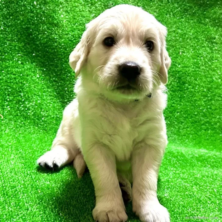 たけ 様のお迎えした子犬