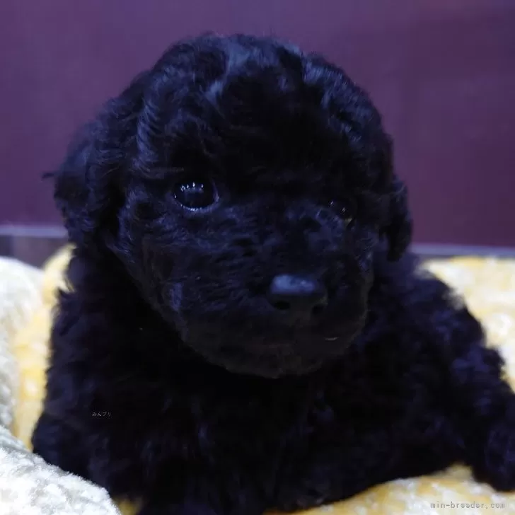 ID：2402-01159の子犬