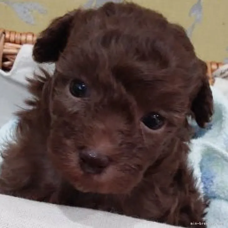 ID:2305-00420の子犬