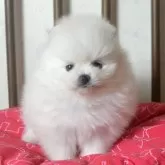 ポメラニアン【鹿児島県・女の子・2025年10月31日・ホワイト】の写真1