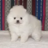 ポメラニアン
