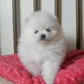 ポメラニアン【鹿児島県・女の子・2025年10月31日・ホワイト】の写真5