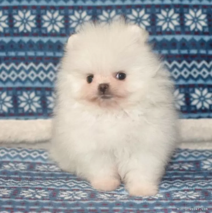 ポメラニアン ポメラニアン【鹿児島県・男の子・2025年8月19日・ホワイト