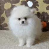 ポメラニアン【鹿児島県・女の子・2025年8月15日・ホワイト】の写真7