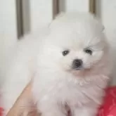 ポメラニアン【鹿児島県・女の子・2025年10月31日・ホワイト】の写真6