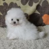 ポメラニアン【鹿児島県・男の子・2025年10月17日・ホワイト】の写真7