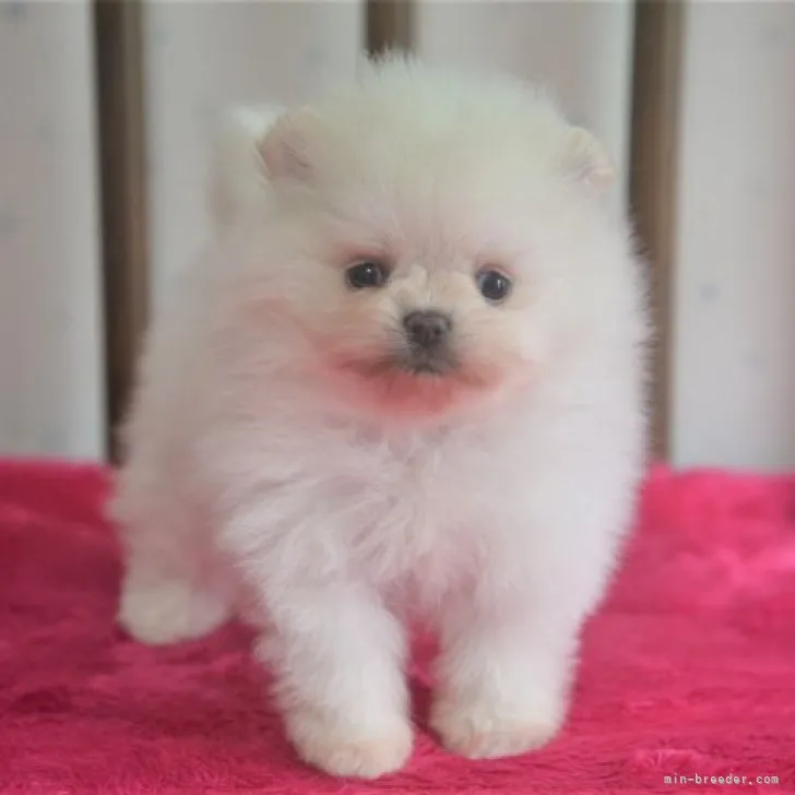 ID:2308-04177の子犬