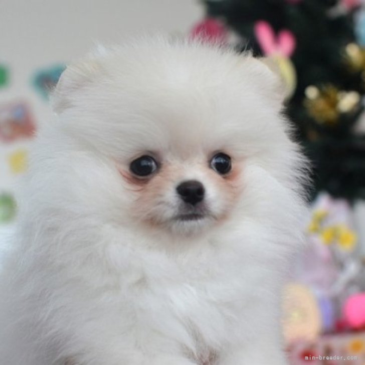 【ポメころびページ】ご予約2点おまとめ dog_img_1_18c349deb084.jpg