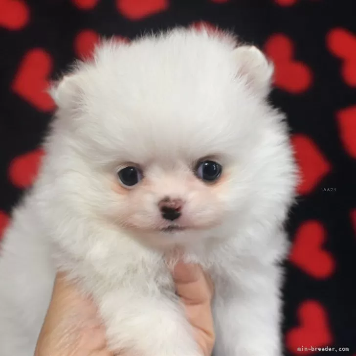ID:2401-01959の子犬