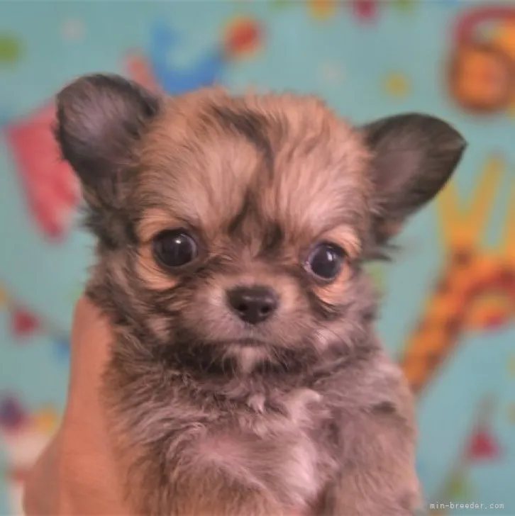 ID:2307-03389の子犬
