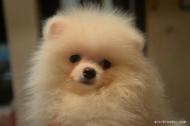 ID：1808-03130の子犬