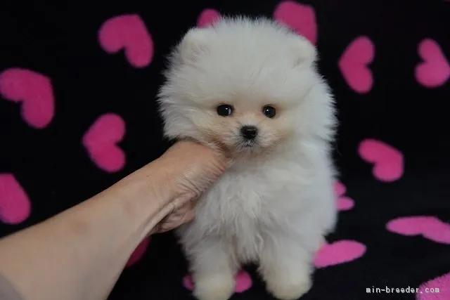 ID：1604-01183の子犬