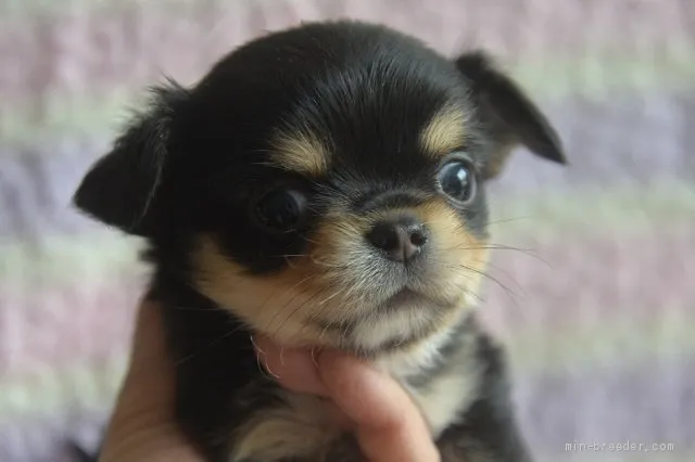 ID:2005-00152の子犬