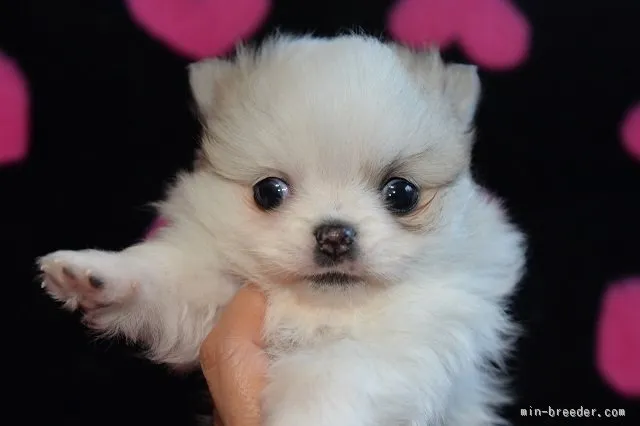 ID:1603-00795の子犬
