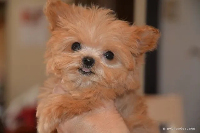 ID:1803-01531の子犬