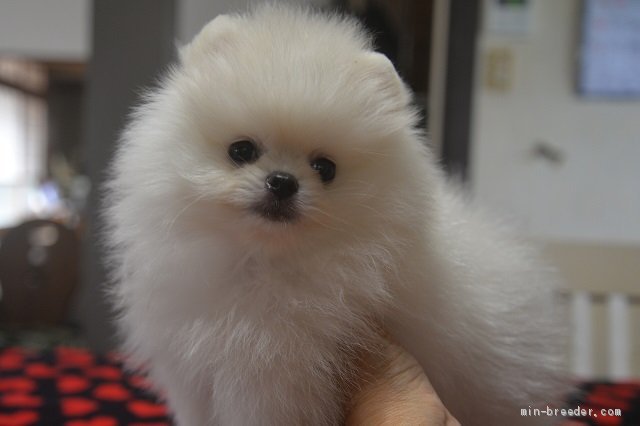 ポメラニアン 鹿児島県 女の子 年6月30日 ホワイト おしゃまな白ポメちゃん みんなのブリーダー 子犬id 08 006